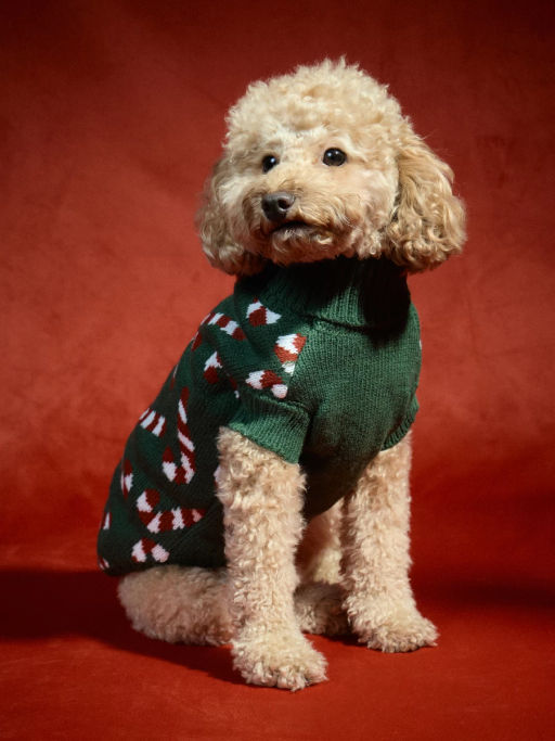 Свитер для питомца с принтом / Zarina