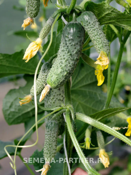 Огурец партенокарпический Мироша - Партнер фото 4