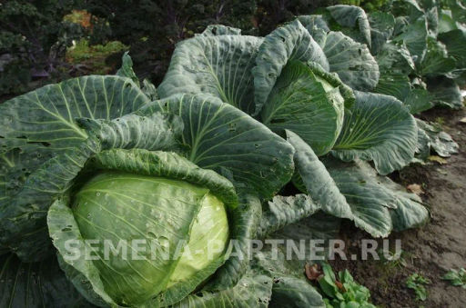 Капуста белокочанная позднеспелая Орион - Партнер фото 2