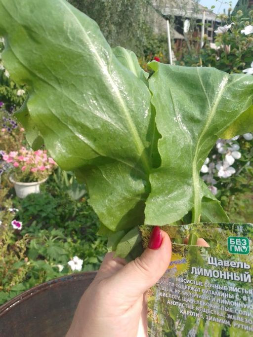 Щавель ЛИМОННЫЙ - Уральский дачник фото 8