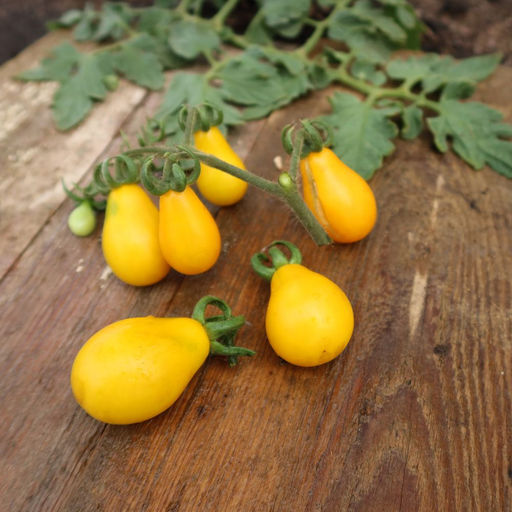 Томат МЕДОВЫЙ КАСКАД Необычайно вкусен! Мякоть тает во рту как мёд! - Уральский дачник фото 4