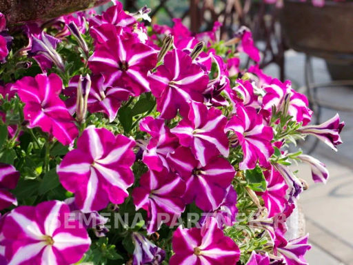 Петуния Мон Амур Эстель прямостоячая звезда бело-пурпурная - Партнер фото 6