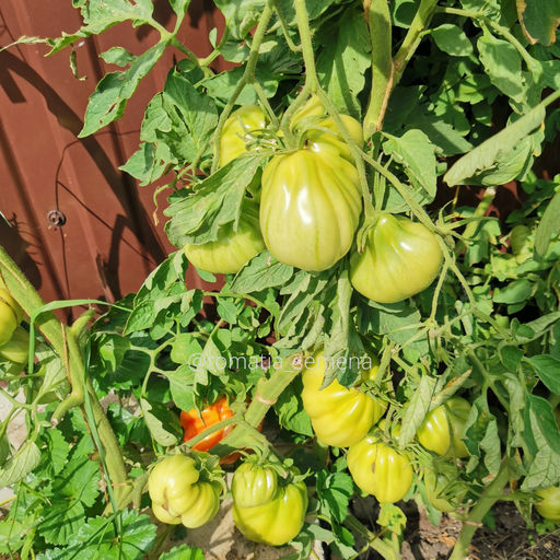 Красная груша Франчи - Tomatia фото 2