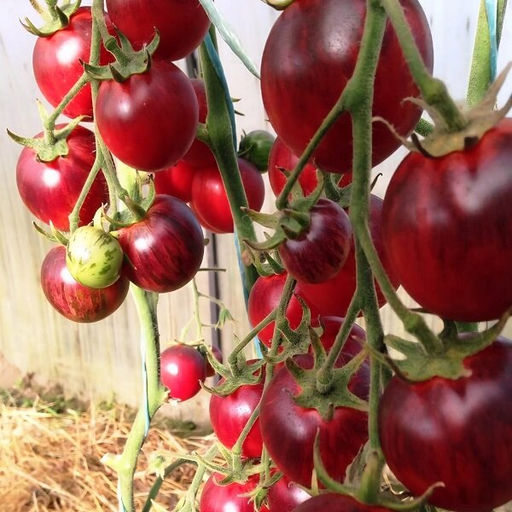 7185Т Томат Черная клубника 10шт