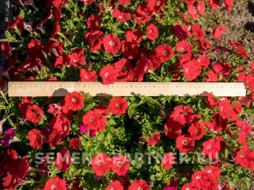 Петуния Амбре Вителия каскадная красная - Партнер фото 4