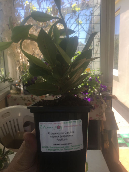 Рододендрон Каролина Альбрук