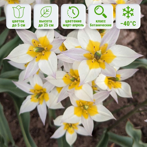 Тюльпан Туркестаника