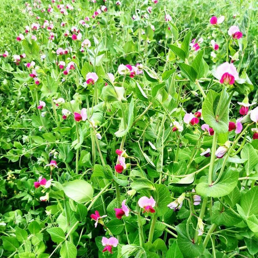 Карликовый Горошек Желанный Синий Стручок - Desire Dwarf Blauwschokkers - Дом помидоров фото 2