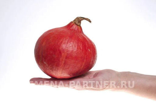 Тыква Учики Кури - Партнер фото 2