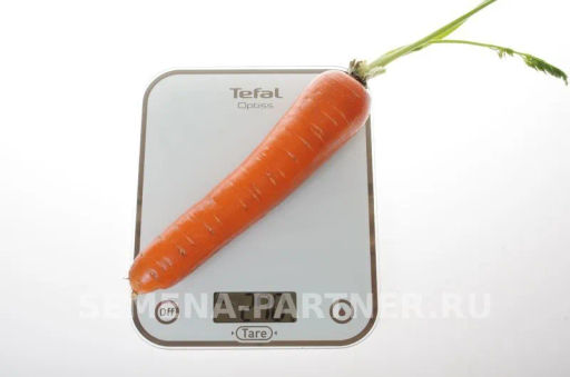 Морковь Дарина - Партнер фото 3