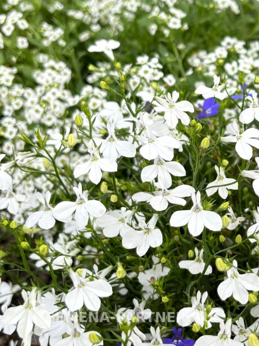 Лобелия каскадная Ривьера Уайт - Партнер фото 2