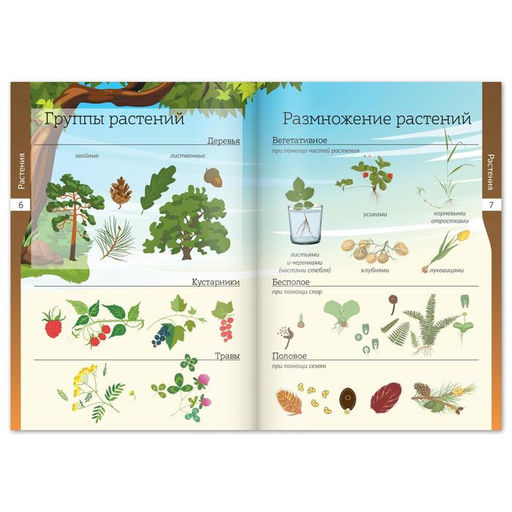 Набор книжек-шпаргалок Мир природы и человека, 6 шт. - Буква-ленд фото 5