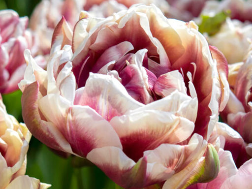 Тюльпан Виндхем - Долина роз фото 5