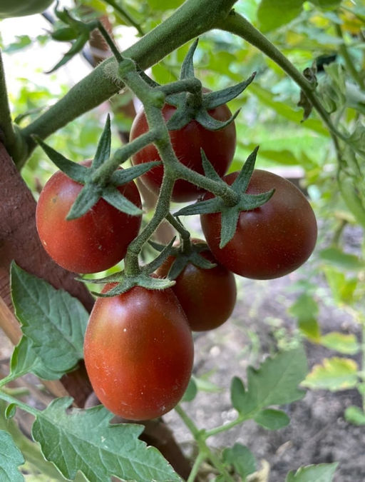 Томат СЛИВА ЧЁРНАЯ  Обсыпной! Сладкий! Холодостойкий! Лёжкий! Идеален для консервирования! - Уральский дачник фото 8