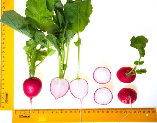 Редис Царевна - Партнер фото 6