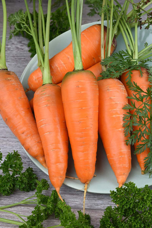 Морковь Рекси (сер.Грядка здоровья) (А) (ЦВ) 2гр - Поиск фото 2