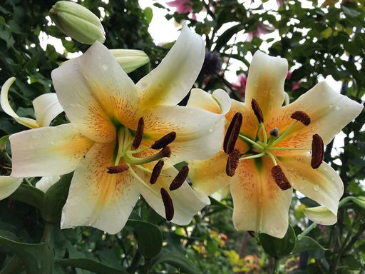 Лилия Мистер Фисташ - Долина роз фото 3