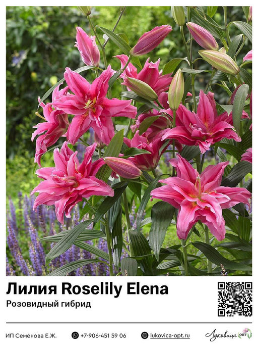 Лилия Roselily Elena (Розовидный гибрид)