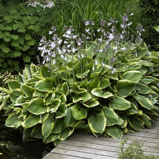 Хоста Ауреомаргината