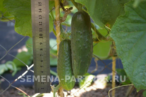 Огурец партенокарпический Эколь - Партнер фото 4