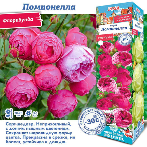 Роза Помпонелла (Флорибунда) 1шт