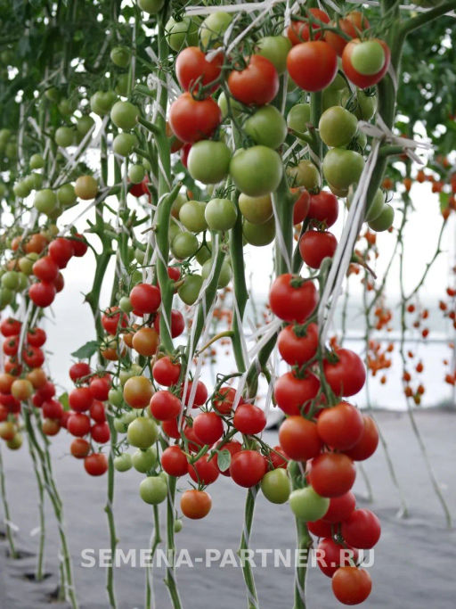 Томат Маргоша - Партнер фото 3