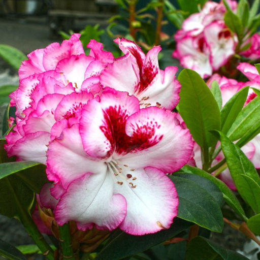 Рододендрон Черри Чизкейк