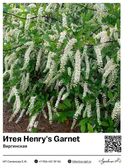 Итея виргинская Henrys Garnet (Генрис Гарнет)