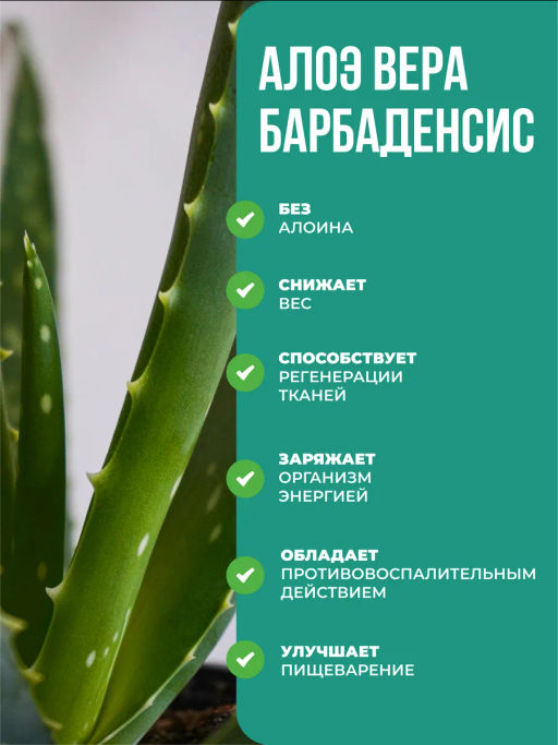 Алоэ питьевой с L-карнитин 500 мл Жиросжигатель - NUTRIHEAL фото 2