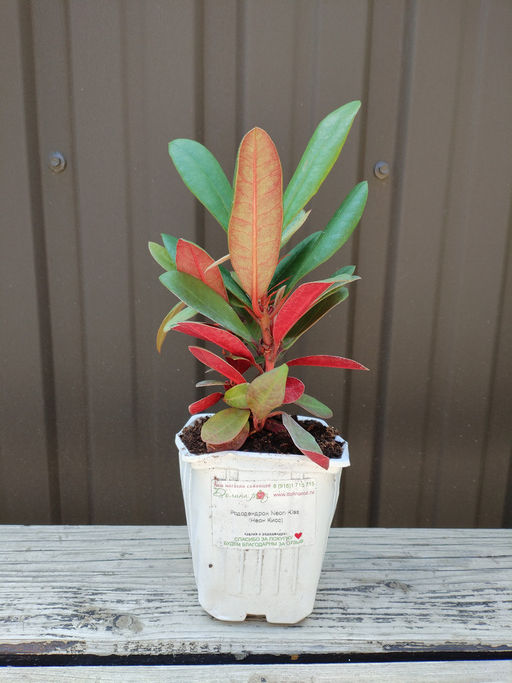 Рододендрон Неон Кисс