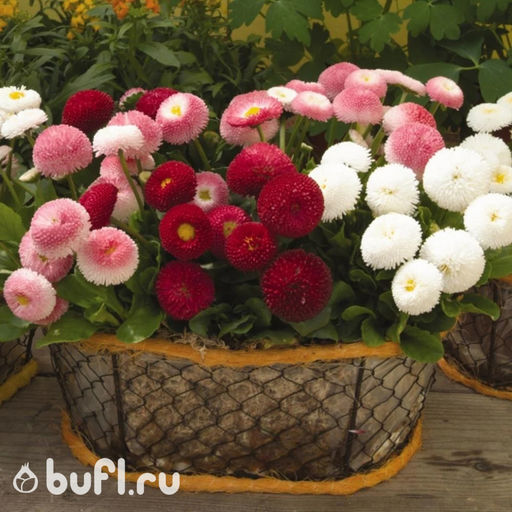 Маргаритка Bellissima MIX (семена 10 шт.) 1