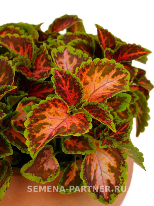 Колеус шлемниковидный Визард Корал Санрайз - Партнер фото 5