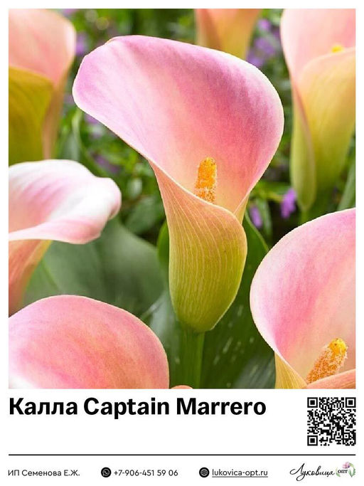 Калла Captain Marrero