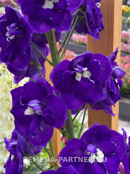Дельфиниум Перпл Пейшен - Партнер фото 5