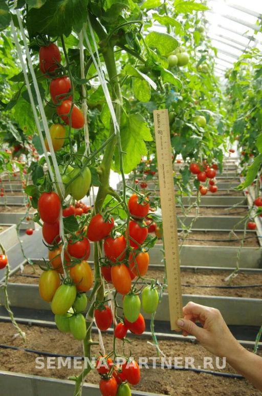 Томат Рыжий Котя F1 - Партнер фото 2