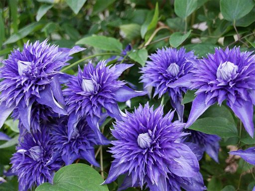 Клематис Multi Blue (Мульти Блю) - Долина роз фото 5