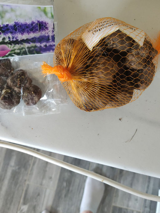 Лиатрис микс (Liatris Mix) 10шт