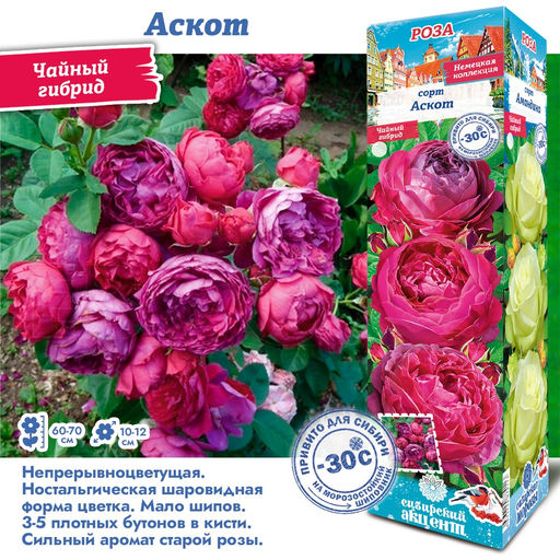Роза Аскот (Чайно-гибридная) 1шт