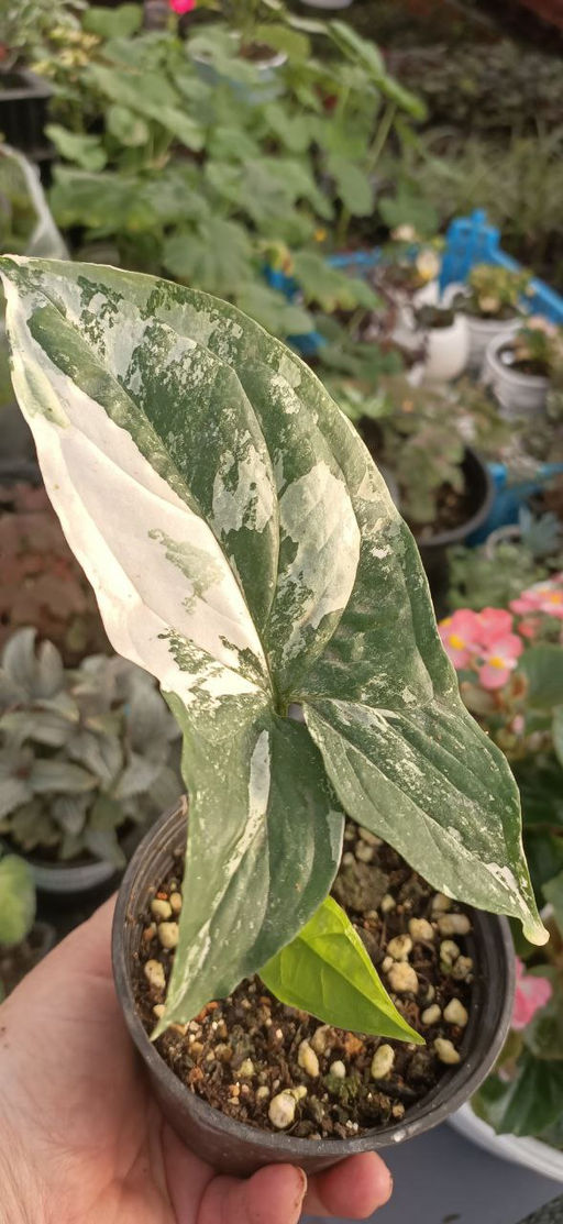 Сингониум Империал Вайт, горшок 0,4 л - 1000корней фото 2