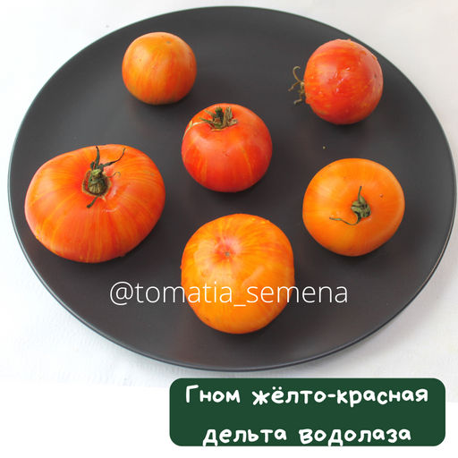 Гном Желто-красная дельта водолаза - Tomatia фото 2