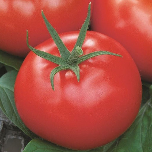 6249U Томат Сударь F1 5шт