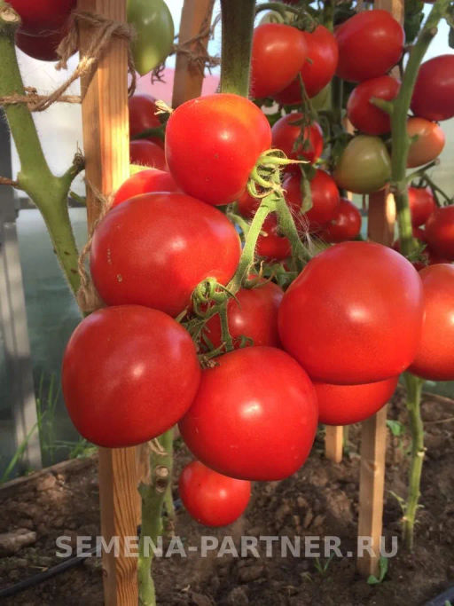 Томат Антюфей - Партнер фото 7