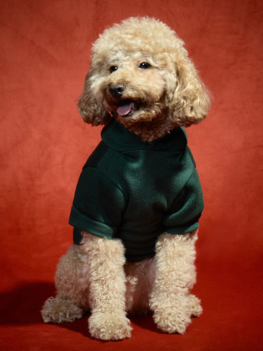 Худи для питомца с принтом / Zarina