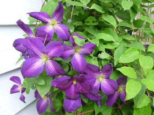 Клематис Жакмана Пурпуреа ЗКС - Долина роз фото 2