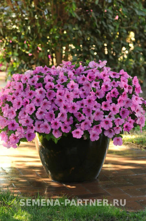 Петуния Изи Вэйв Пинк Пейшен каскадно-ампельная розовая - Партнер фото 4