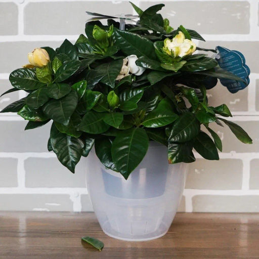 Горшок для цветов ДЕКО ТВИН 2.5л, Прозрачный (ДЕК 2,5 ПР) /Крассула/  фото 3