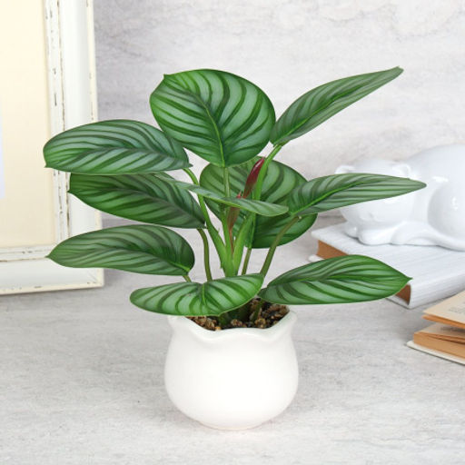 Цветочная композиция Калатея 27 см / SL-6 /уп 48/ - Галеонтрейд фото 6