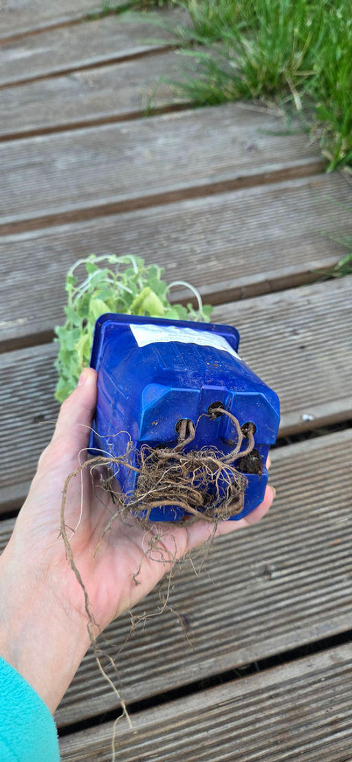 Котовник Фассена Сикс Хиллс Джиант Голд