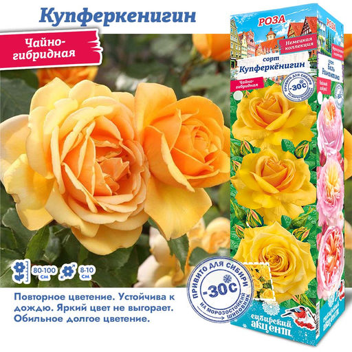 Роза Купферкенигин (Чайно-гибридная) 1шт