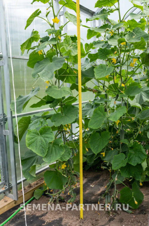 Огурец партенокарпический Бинго - Партнер фото 4